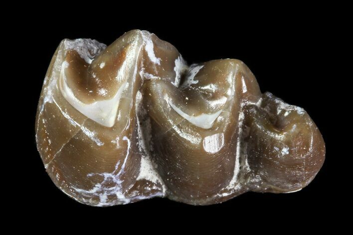 Oligocene Horse (Mesohippus) Tooth - South Dakota #73645